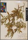 Foto von Salix fendleriana Andersson